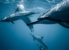 欢迎在宝塔面板安装Z-BlogPHP！