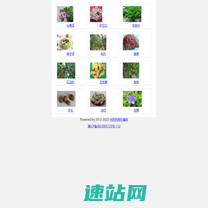 中药药用价值网